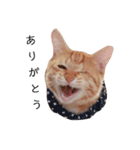 片目猫みちる2（個別スタンプ：1）