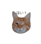 片目猫みちる2（個別スタンプ：5）