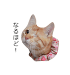 片目猫みちる2（個別スタンプ：6）