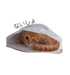 片目猫みちる2（個別スタンプ：11）