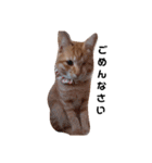 片目猫みちる2（個別スタンプ：14）