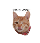 片目猫みちる2（個別スタンプ：15）