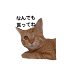 片目猫みちる2（個別スタンプ：16）