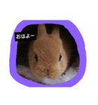 うさぎのナッツですぞー（個別スタンプ：1）