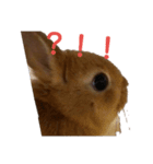 うさぎのナッツですぞー（個別スタンプ：2）