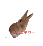 うさぎのナッツですぞー（個別スタンプ：3）