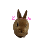 うさぎのナッツですぞー（個別スタンプ：4）