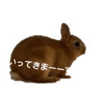 うさぎのナッツですぞー（個別スタンプ：7）