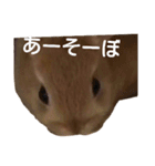 うさぎのナッツですぞー（個別スタンプ：10）