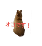 うさぎのナッツですぞー（個別スタンプ：12）