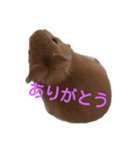 うさぎのナッツですぞー（個別スタンプ：13）