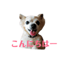 チワワのスモコねえさん2（個別スタンプ：4）