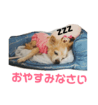 チワワのスモコねえさん2（個別スタンプ：5）