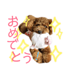 トイプードルうめちゃん③（個別スタンプ：1）