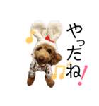 トイプードルうめちゃん③（個別スタンプ：3）