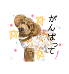 トイプードルうめちゃん③（個別スタンプ：4）