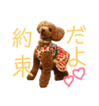 トイプードルうめちゃん③（個別スタンプ：5）