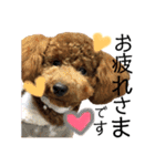 トイプードルうめちゃん③（個別スタンプ：7）