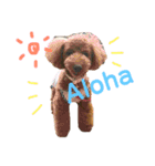 トイプードルうめちゃん③（個別スタンプ：12）