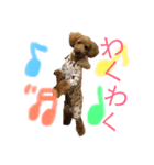 トイプードルうめちゃん③（個別スタンプ：19）
