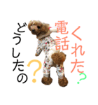 トイプードルうめちゃん③（個別スタンプ：29）