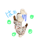 トイプードルうめちゃん③（個別スタンプ：39）