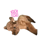 コヒーの面白いライフ-（個別スタンプ：29）