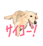 我が家のもーちゃん2（個別スタンプ：3）
