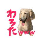 我が家のもーちゃん2（個別スタンプ：4）