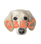 我が家のもーちゃん2（個別スタンプ：5）