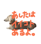 我が家のもーちゃん2（個別スタンプ：11）