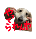我が家のもーちゃん2（個別スタンプ：12）