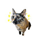 愛猫スタンプ(バステト)（個別スタンプ：2）