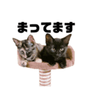 愛猫スタンプ(バステト)（個別スタンプ：7）