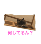 関西弁 猫 スタンプ 第2弾（個別スタンプ：2）