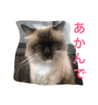 関西弁 猫 スタンプ 第2弾（個別スタンプ：5）