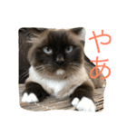 関西弁 猫 スタンプ 第2弾（個別スタンプ：6）