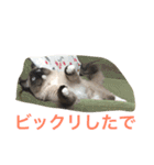 関西弁 猫 スタンプ 第2弾（個別スタンプ：8）