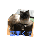 関西弁 猫 スタンプ 第2弾（個別スタンプ：11）