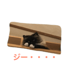 関西弁 猫 スタンプ 第2弾（個別スタンプ：12）