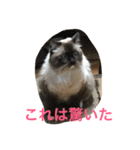関西弁 猫 スタンプ 第2弾（個別スタンプ：14）