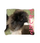 関西弁 猫 スタンプ 第2弾（個別スタンプ：16）
