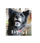 甲斐犬の海里さん（個別スタンプ：2）