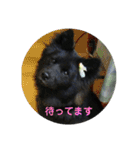 甲斐犬の海里さん（個別スタンプ：3）
