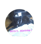 甲斐犬の海里さん（個別スタンプ：5）