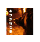 甲斐犬の海里さん（個別スタンプ：6）