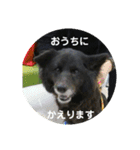 甲斐犬の海里さん（個別スタンプ：7）