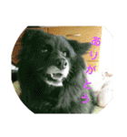 甲斐犬の海里さん（個別スタンプ：9）