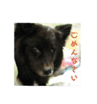 甲斐犬の海里さん（個別スタンプ：10）