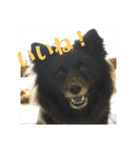 甲斐犬の海里さん（個別スタンプ：11）
